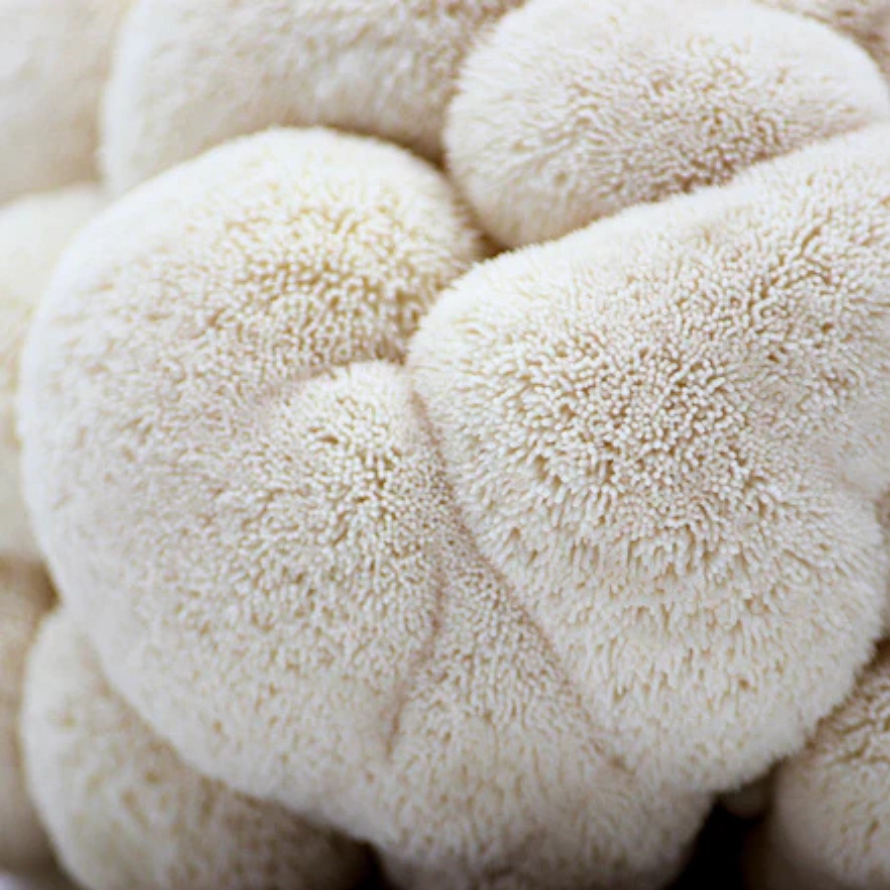 Mushroom Kit – Lion’s Mane